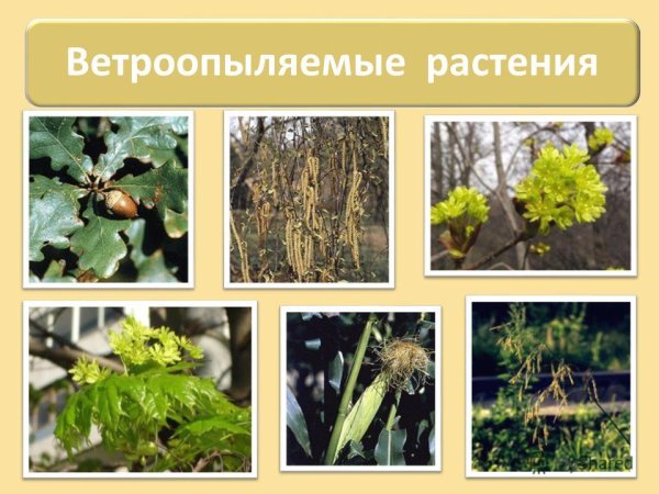Ветроопыляемые и насекомоопыляемые растения таблица
