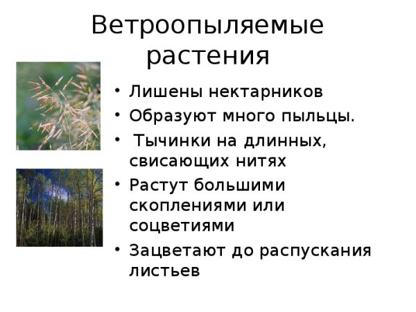 Осина ветроопыляемое растение