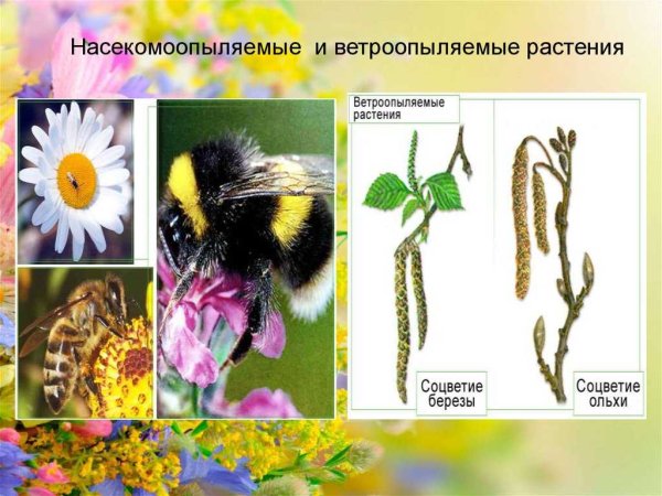 Строение пыльцы ветроопыляемых