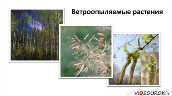 Осина ветроопыляемое растение