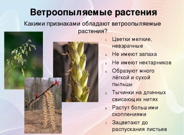 Ветроопыляемые и насекомоопыляемые цветки