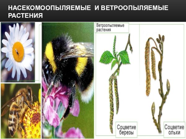 Ветроопыляемые цветы пшеница