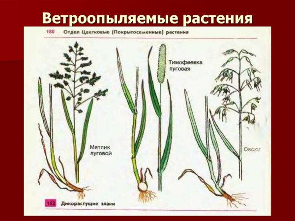 Цветки ветроопыляемых растений