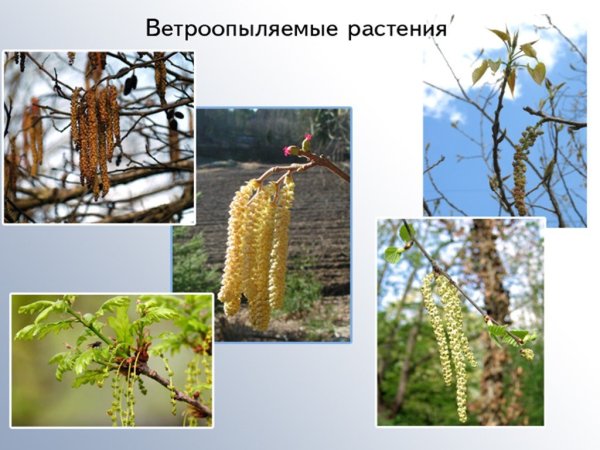 Ветроопыляемые растения