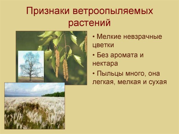 Ива дерево цветение