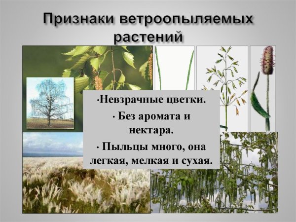 Береза ветроопыляемое растение