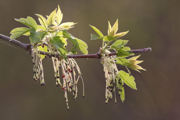 Строение цветка злаков