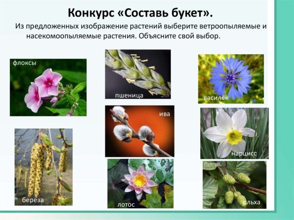 Ветроопыляемые растения примеры