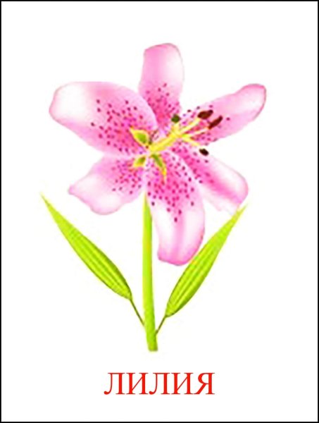 Цветы карточки для детей