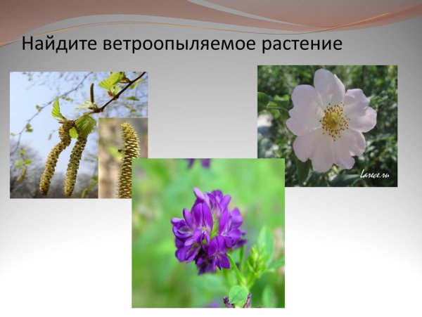 Строение ветроопыляемого цветка