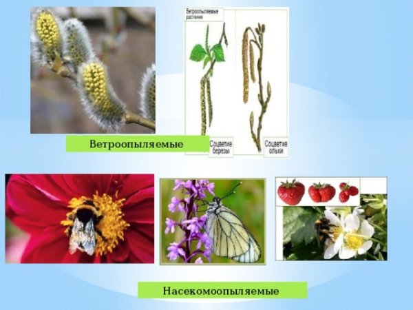 Ольха ветроопыляемая