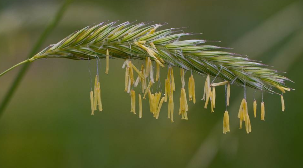Ветроопыляемые и насекомоопыляемые цветки
