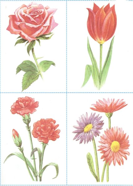 Карточки цветы