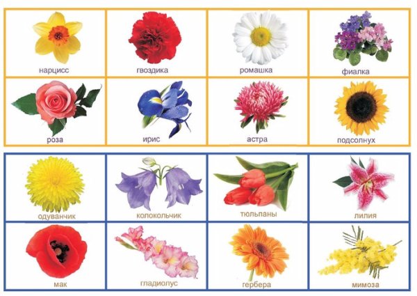 Рисунок цветка с названием для детей