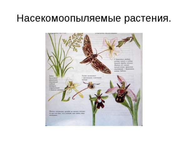 Строение ветроопыляемых растений