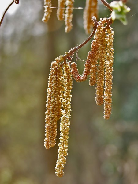 Водопыляемые растения