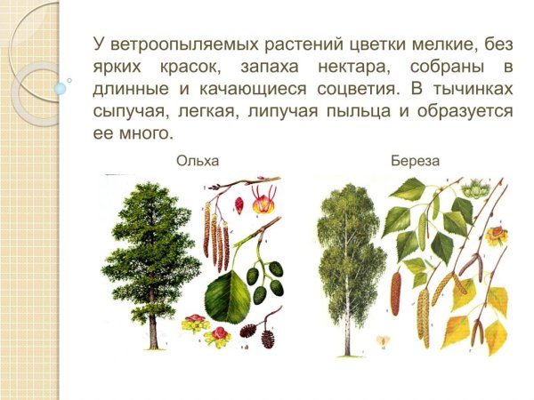 Семейство ветроопыляемых растений