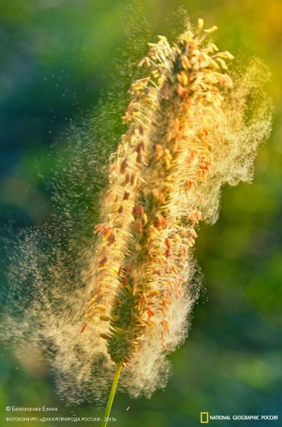 Перистые рыльца пестиков ветроопыляемые