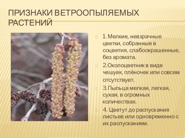 Осина ветроопыляемое растение