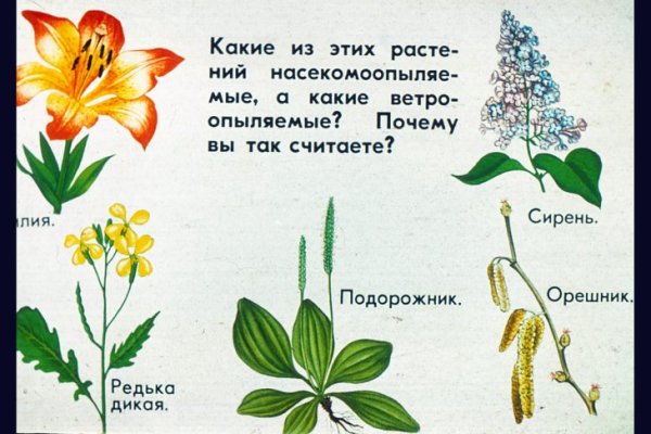 Лещина ветроопыляемая