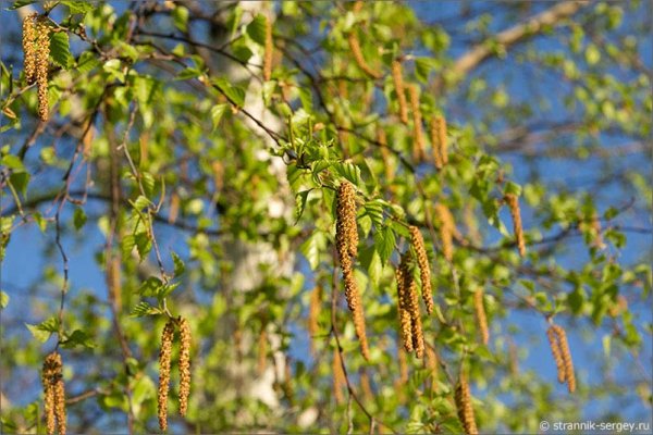 Опыляемые растения