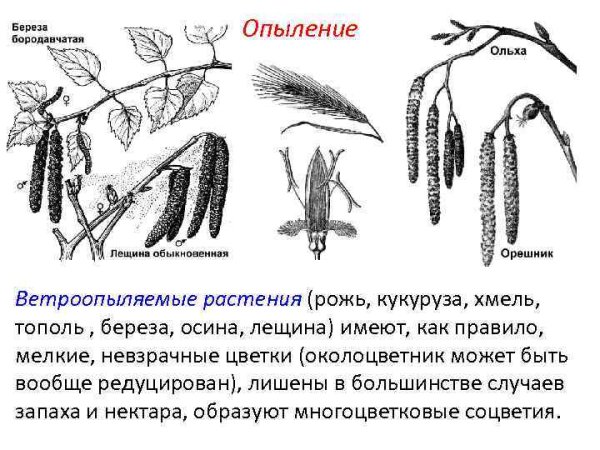 Пыльца ветроопыляемых растений