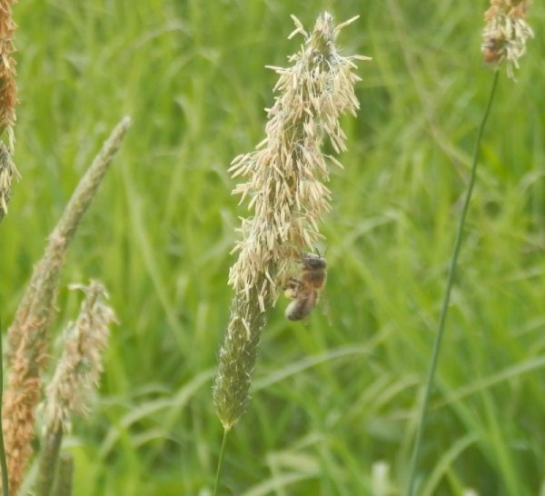 Цветки пшеницы мелкие невзрачные ветроопыляемые