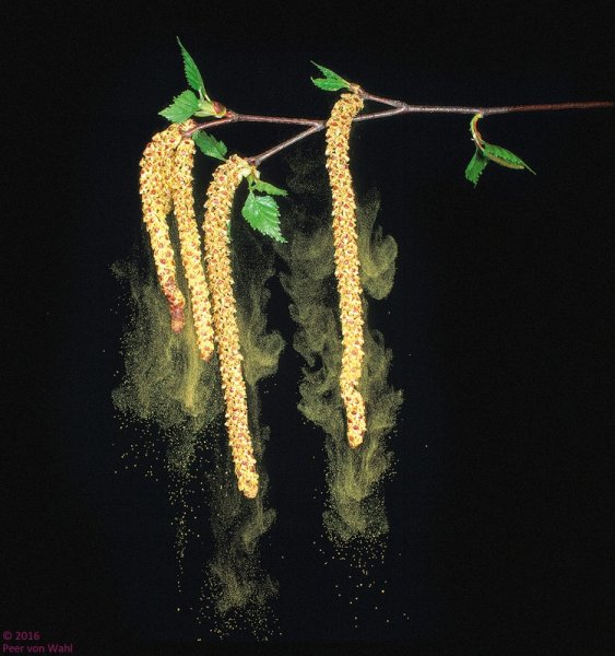 Перистые рыльца пестиков ветроопыляемые