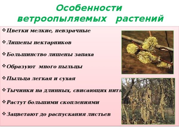 Ветроопыляемые деревья и кустарники