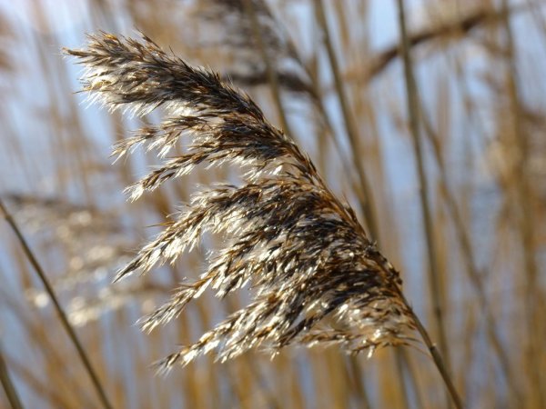 Приспособление растений к опылению