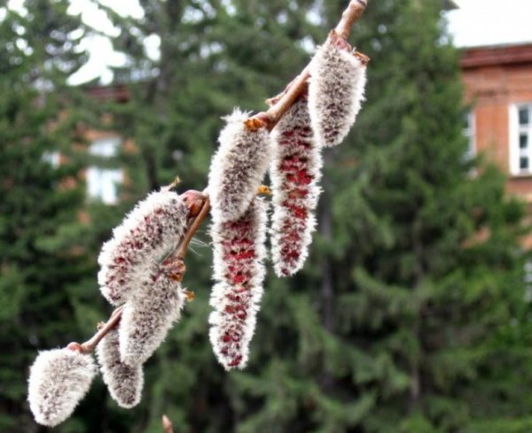 Пыльца ветроопыляемых растений