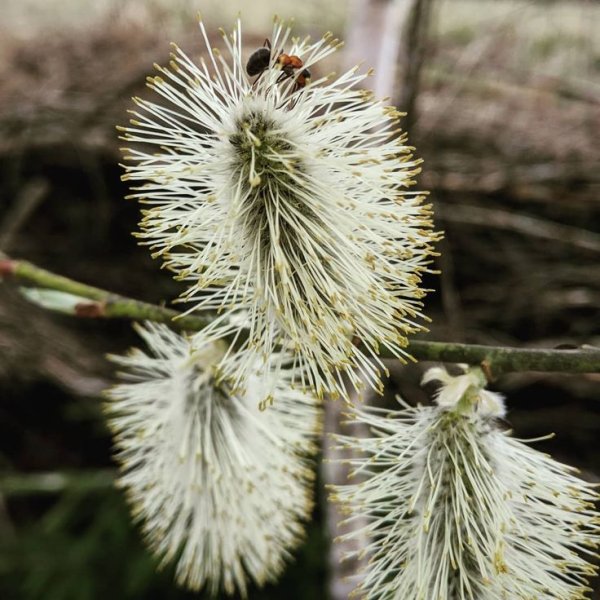Перистые рыльца пестиков ветроопыляемые