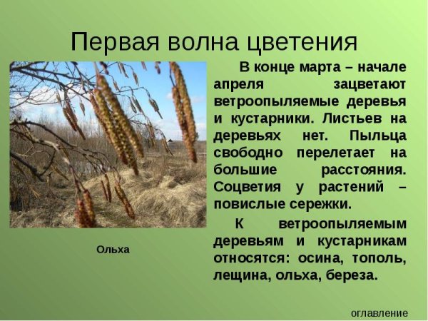 Рожь Secale cereale