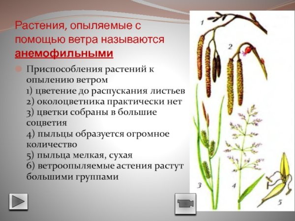 Венчик у ветроопыляемых растений