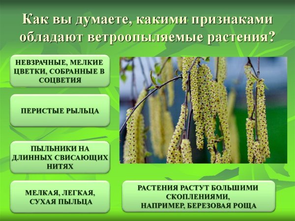 Пыльца растений аллерген