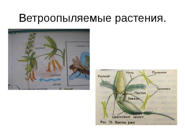 Тычиночные и пестичные цветки ивы