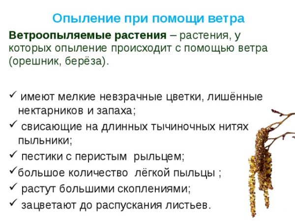 Пыльца ветроопыляемых растений