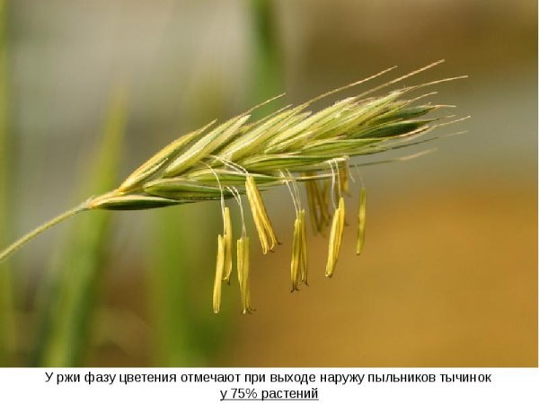 Розоцветные ветроопыляемые растения