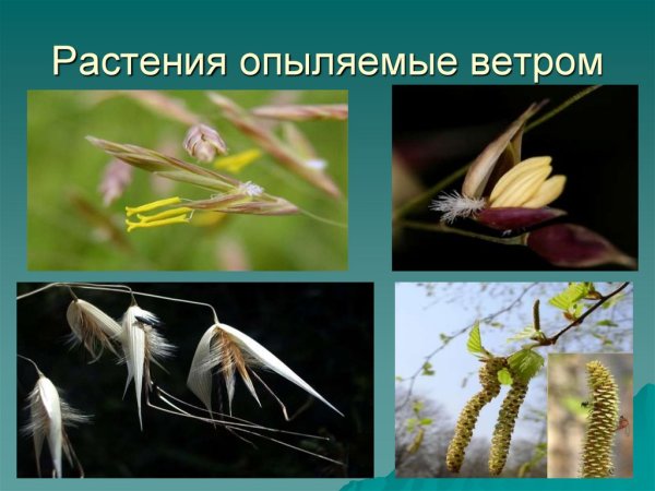 Признаки ветроопыляемых растений
