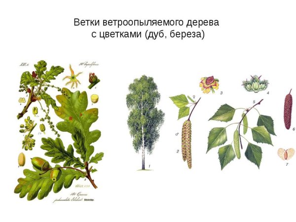 Цветковые ветроопыляемые растения