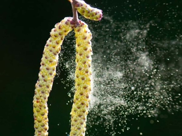 Лещина ветроопыляемое растение