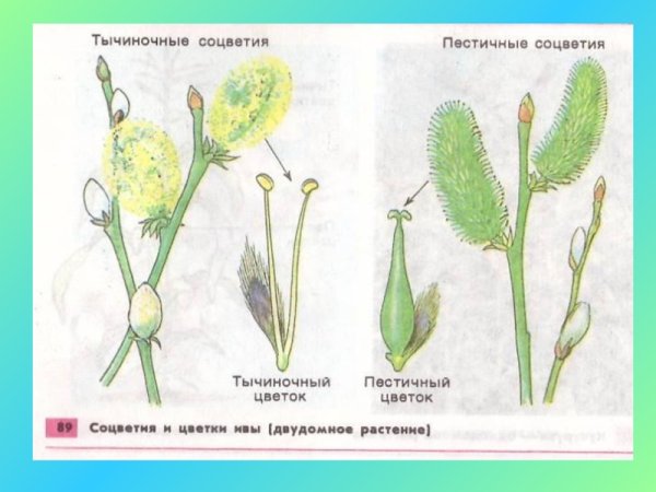 Венчик у ветроопыляемых растений