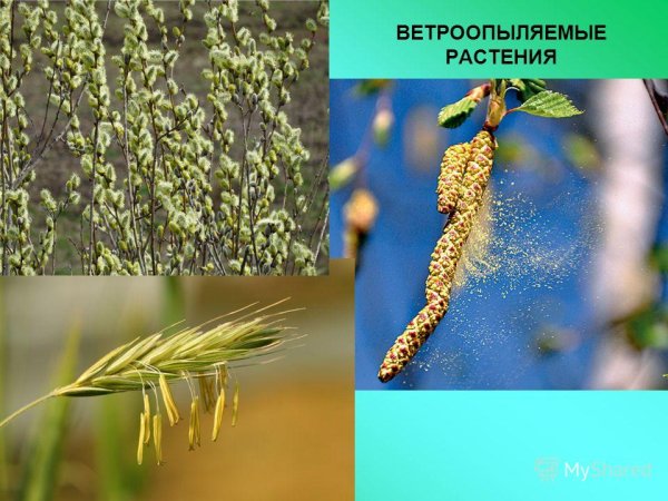 Раннецветущие растения опыляемые ветром
