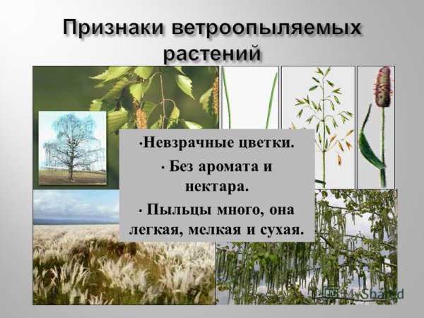 Растения которые опыляются ветром