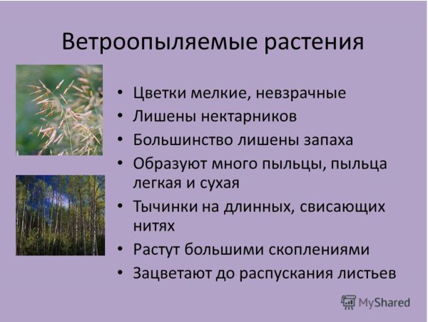 Ольха Куршская коса