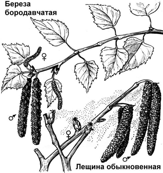 Ветроопыляемые растения и насекомоопыляемые растения