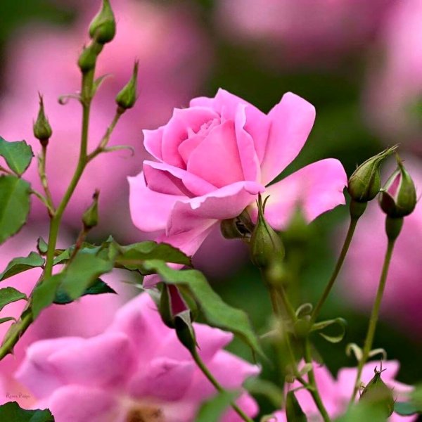 Хорошего дня и отличного настроения