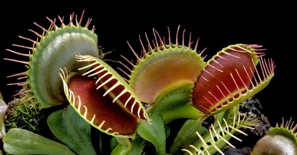 Цветок хищник Венерина мухоловка