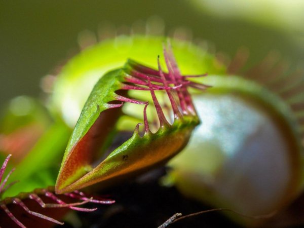 Хищное растение Венерина мухоловка