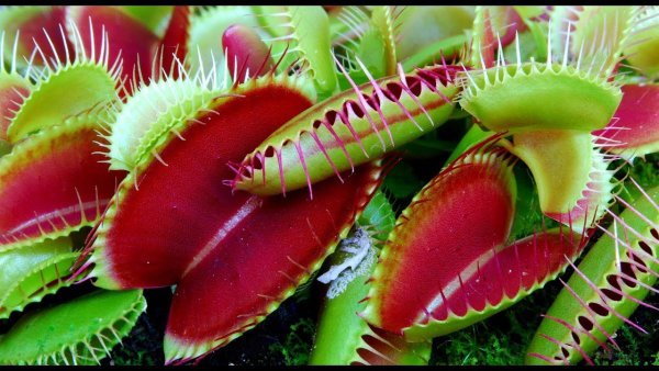 Венерина мухоловка